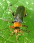 Cantharis livida